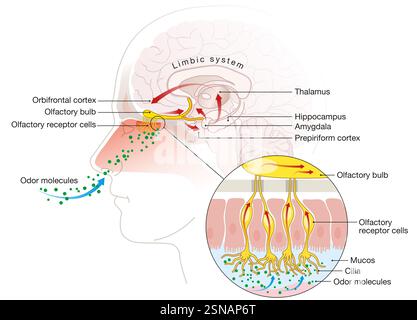 Der Geruchssinn erkennt luftgetragene Moleküle über olfaktorische Rezeptoren in der Nasenhöhle und sendet Signale an das Gehirn zur Wahrnehmung Stockfoto