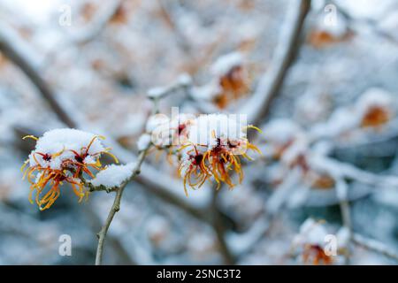Winterwetter in Brandenburg DEU/Deutschland/Brandenburg/Welzow, 13.02.2025, Wintereinbruch in Brandenburg, Schnee liegt auf den Blueten einer Zaubernuss Hamamelis in einem Garten in der Lausitz. *** Winterwetter in Brandenburg DEU Deutschland Brandenburg Welzow, 13 02 2025, Beginn des Winters in Brandenburg liegt Schnee auf den Blüten einer Hamamelhexe in einem Garten in der Lausitzer AF IMG 83013 Stockfoto