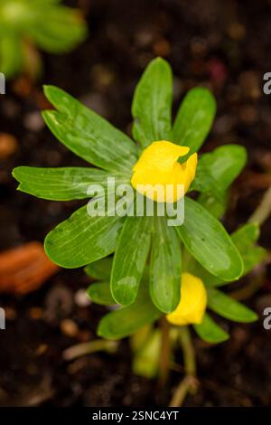 Natural close up flowering plant portrait of the really cute Eranthis Hyemalis, winter aconite, winter hellebore, winter wolf's bane, Expressive, bold Stockfoto