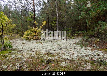 Ruhiger Herbstwald mit Kiefern und Birken, umgeben von weißen Rentierflechten. Der weiche, moosige Boden bildet einen schönen Kontrast zum grünen c Stockfoto
