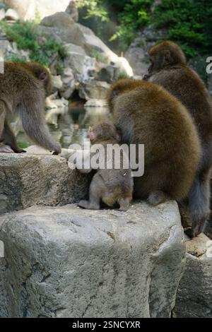 Japanische Makaken (Macaca fuscata) in ihrem natürlichen Lebensraum im Jigokudani Monkey Park, Japan. Bekannt als Schneeaffen, die im Sommer über das ganze Leben leben Stockfoto