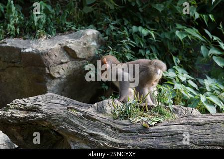 Japanische Makaken (Macaca fuscata) in ihrem natürlichen Lebensraum im Jigokudani Monkey Park, Japan. Bekannt als Schneeaffen, die im Sommer über das ganze Leben leben Stockfoto