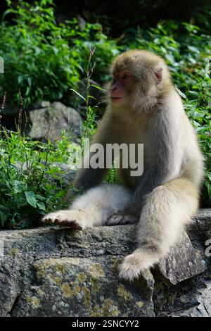 Japanische Makaken (Macaca fuscata) in ihrem natürlichen Lebensraum im Jigokudani Monkey Park, Japan. Bekannt als Schneeaffen, die im Sommer über das ganze Leben leben Stockfoto