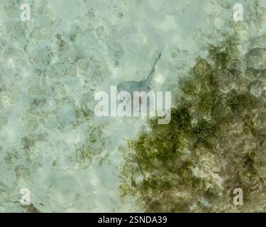 Malerischer fantastischer Flug über Stachelrochen im Meer auf den Malediven Stockfoto
