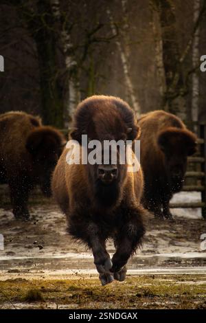 Ein Amerikanischer Bison, Der Läuft. Frühlingszeit Stockfoto