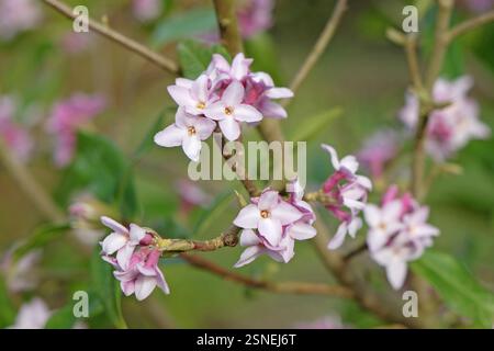 Blassrosa Daphne bholua oder Nepalese Paper Plant in Blume. Stockfoto