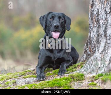 Schwarzer Labrador-Retriever-Hund, der auf dem Land liegt Stockfoto