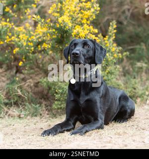 Schwarzer Labrador-Retriever-Hund, der auf dem Land liegt Stockfoto