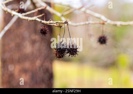 Amerikanischer Süßigumbaum (Liquidambar styraciflua), amerikanischer Süßigumball Stockfoto