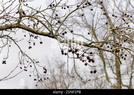 Amerikanischer Süßigumbaum (Liquidambar styraciflua), amerikanischer Süßigumball Stockfoto