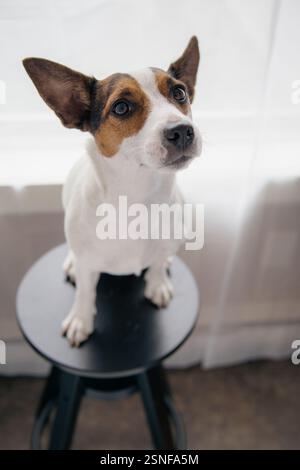 Aufmerksamer Jack Russell Terrier Hund sitzt auf einem schwarzen Barhocker und wartet geduldig auf einen Leckerbissen, während er ihr Porträt aufnehmen lässt Stockfoto