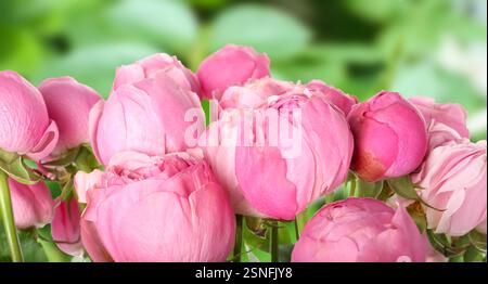 Schöne rosa Pfingstrosen Blumen im grünen Park, Nahaufnahme Stockfoto