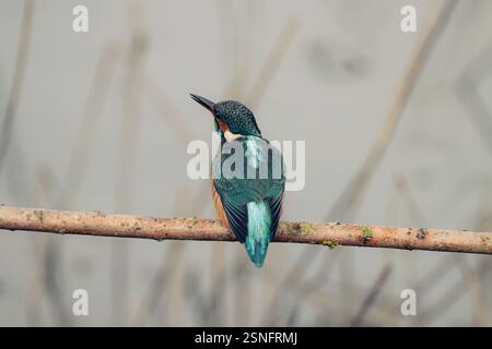 Eisvogel beobachtet und wartet Stockfoto