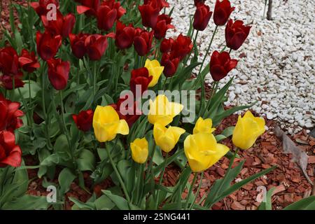 Eine Gartenszene mit leuchtenden roten und gelben Tulpen, umgeben von üppigem Grün und dekorativen Pflanzen. Die Pflanzen sind in einem umrandeten wi angeordnet Stockfoto
