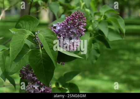 Ein Zweig lilafarbener Blüten mit sattgrünen Blättern. Die lilafarbenen Blüten sind lavendelfarben und stehen vor einem unscharfen grünen Hintergrund, typisch für einen Garten Stockfoto