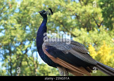 Lebhafte Nahaufnahme eines stolzen und majestätischen Pfauens, der an einem hellen und sonnigen Tag auf der Pfaueninsel in Berlin seine wunderschönen bunten Federn zeigt. Stockfoto