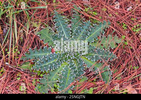 Musk Thistle (Carduus nutans), gebräuchliche Namen nickende Disteldistel und nickende plumlose Disteldistel im Winter Stockfoto