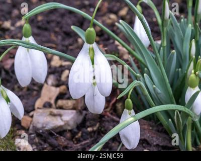 Schneeglöckchen in Blume, Sorte Galanthus John Gray Stockfoto