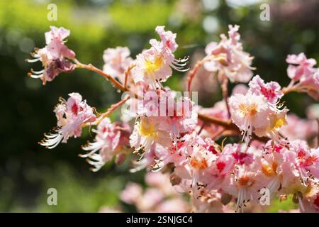 Aesculus pavia (Aesculus pavia) in Blüte Stockfoto