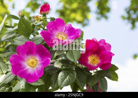 Hundenrose (Rosa canina) blüht Stockfoto