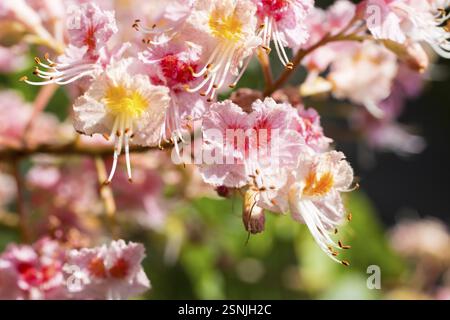 Aesculus pavia (Aesculus pavia) in Blüte Stockfoto