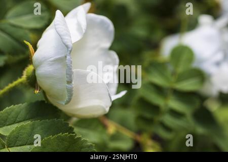 Hundenrose (Rosa canina) blüht Stockfoto