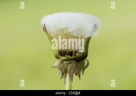 Verwelkter Löwenzahn (Taraxacum), vor dem Löwenzahn öffnet sich der Samenkopf wie eine weiche Bürste Stockfoto