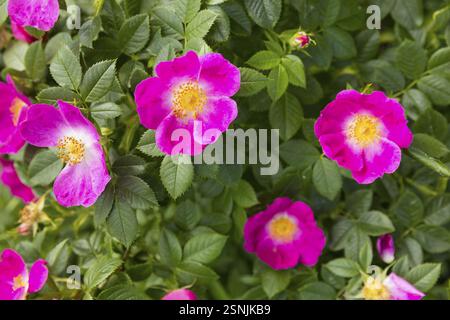 Hundenrose (Rosa canina) blüht Stockfoto
