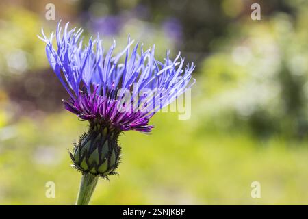 Nahaufnahme einer Kornblume (Centaurea cyanus) in Blüte Stockfoto