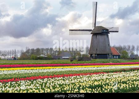 Farbenfrohe Tulpenfelder mit einer traditionellen niederländischen Windmühle. Stockfoto