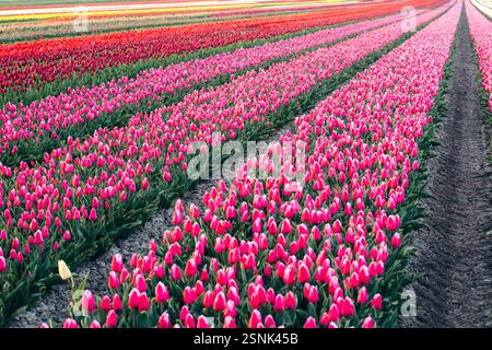 Reihen von leuchtend rosa Tulpen auf einem niederländischen Feld. Stockfoto