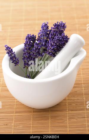 Lavendelblüten im Mörtel, lodz, polen Stockfoto