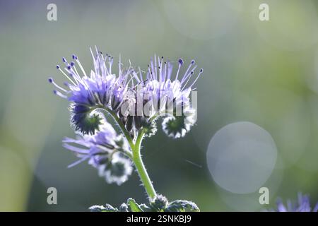 Nahaufnahme einer violetten Blume vor einem weichen grünen Hintergrund mit Bokeh, Purpurfutter mit Bokeh Stockfoto