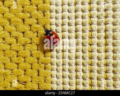 Nahaufnahme eines Marienkäfers auf leuchtend gelbem Teppich im Freien Stockfoto