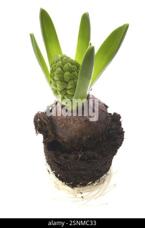 Hyazinthe mit Boden- und Wurzelsystem isoliert auf weißem Hintergrund Stockfoto