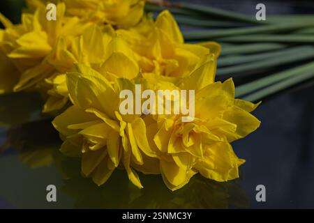 Leuchtend gelbe Doppel-Narzissen mit zarten mehrschichtigen Blütenblättern und langen grünen Stielen, die auf einem reflektierenden Glastisch liegen Stockfoto