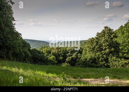 Eine üppige Lichtung öffnet sich zu einem Panoramablick auf Fruska Goras sanfte, bewaldete Hügel. Die grüne Landschaft und das sanfte Licht markieren eine der besten Serbiens Stockfoto