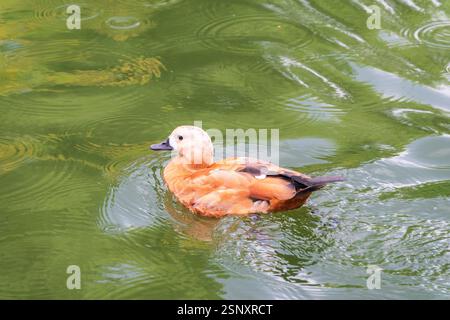 Ruddy Shelduck, oder rote Ente, lat. Tadorna ferruginea, Schwimmen auf einem See. Es ist Wasservögel Familie von Enten, ähnlich wie die gemeinsame. Der Vogel hat einen Orang Stockfoto
