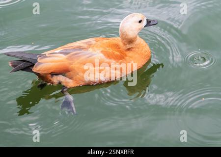 Ruddy Shelduck, oder rote Ente, lat. Tadorna ferruginea, Schwimmen auf einem See. Es ist Wasservögel Familie von Enten, ähnlich wie die gemeinsame. Der Vogel hat einen Orang Stockfoto