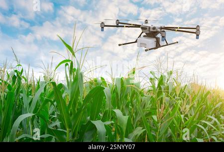 Landwirtschafts-Technologiekonzept mit 3D-Rendering-Drohne fliegen über Maisfeld vor bewölktem blauen Himmel Stockfoto