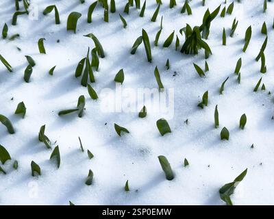 Grünes Gras unter dem Schnee. Mit Schnee bedecktes Gras. Weißer Schnee und grüner Grashintergrund. Gras auf einer schneebedeckten Wiese. Winterwiesen bedeckt Stockfoto