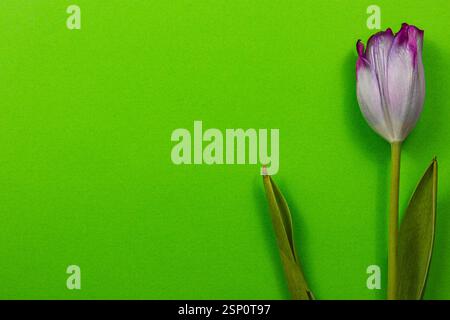 Eine lebendige Frühlingstulpe mit weißen Blüten und violetten Kanten steht elegant vor einem hellgrünen Hintergrund. Stockfoto