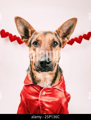 Deutscher Hirtenmischhund mit rotem Seidenschlafanzug, der in die Kamera blickt, auf weißem Hintergrund mit roter Herzgirlande sitzt. Stockfoto
