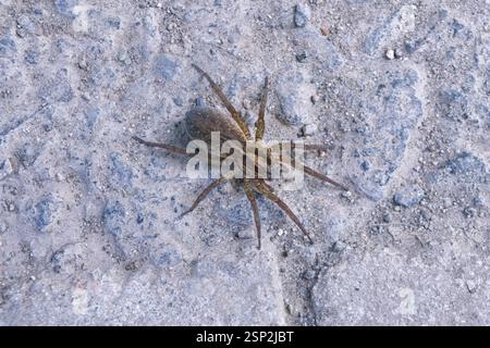 Trochosa ruricola, eine Spinne, deren gebräuchlicher Name rustikale Wolfsspinne ist. Nahaufnahme. Stockfoto