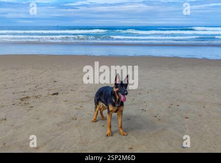 deutscher Schäferhund am Strand Stockfoto