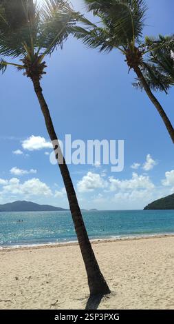 Hamilton Island Oase: Türkisfarbenes Wasser an einem unberührten weißen Sandstrand, wogende Palmen versprechen Entspannung. Diese idyllische Szene embo Stockfoto