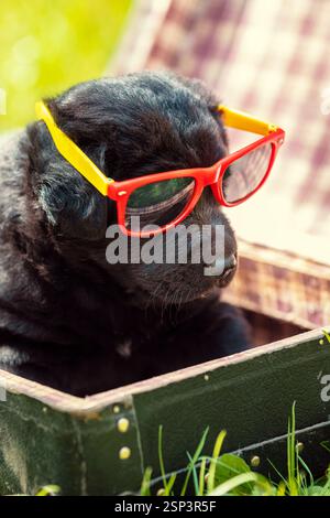 Lustiger Labrador-Welpe in Sonnenbrille. Der Welpe liegt draußen in einem Koffer auf dem Gras im Sommergarten. Vertikales Banner Stockfoto