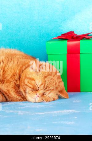 Ein süßes rotes Kätzchen liegt neben einer Geschenkbox, die mit einem roten Band gebunden ist. Vertikales Bild Stockfoto