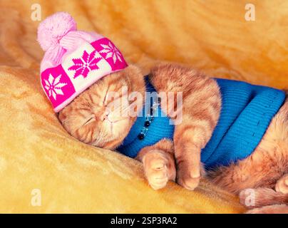 Porträt einer lustigen Ingwerkatze in einer Mütze mit Pompon und Jacke. Die Katze schläft auf einer weichen gelben Decke Stockfoto