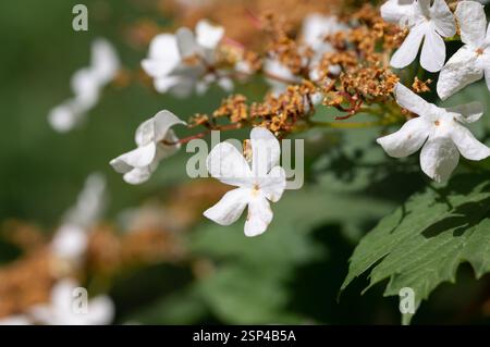 Die Blüten der Gelderrose (Viburnum opulus): Ein vielseitiger Sträucher mit heilenden Eigenschaften. Weiße Blüten blühen im Frühling. Stockfoto